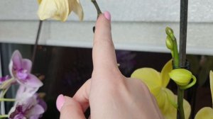 Сделай так и ОРХИДЕЯ ЗАЦВЕТЕТ // 2 ЛУЧШИХ способа ЗАСТАВИТЬ ОРХИДЕЮ ЦВЕСТИ
