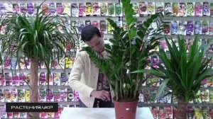 Как цветёт Замиокулькас (долларовое дерево)? / Замиокулькас уход в домашних условиях