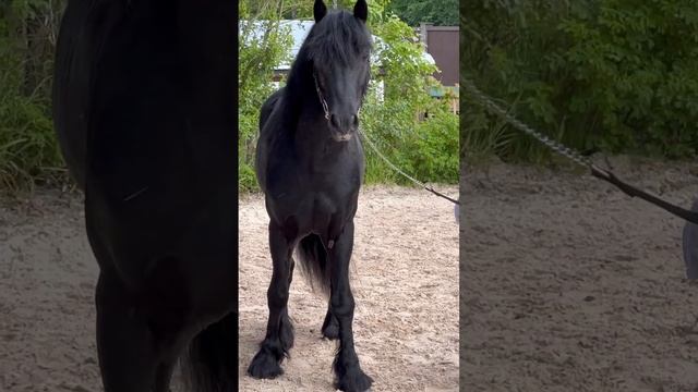 Какие породы пони вы опознали на видео?;) #лошади #пони