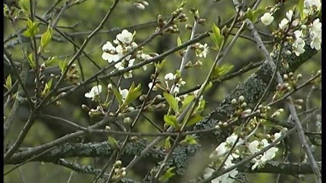 Благодатная Оптина. Старчество. смотреть онлайн