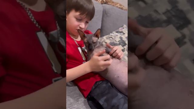 Пожалуй так удобненько😝 #funny #cat #sphynx #жиза sphynxcat#сфинкс смотреть онлайн
