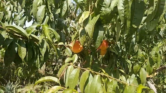 Сорт персика "Киевский Ранний". смотреть онлайн