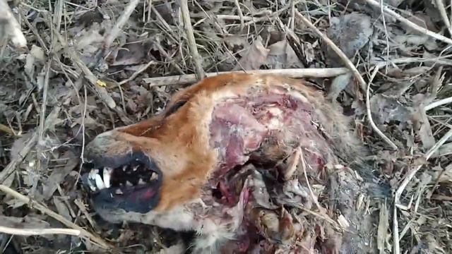 Нашёл лежбище бомжей людоедов! кто же мог подумать что обычная прогулка обернйтся... смотреть онлайн