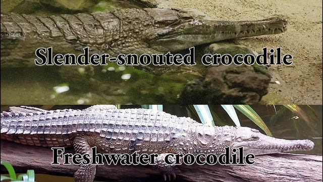 The Differences Between Crocodilians смотреть онлайн