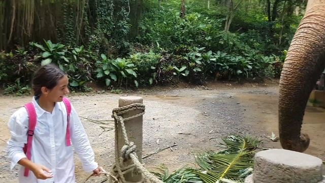 Кормим слона