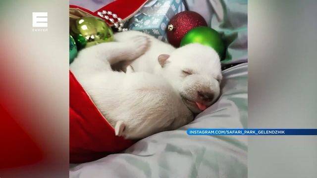 У переехавшего в Геленджик медведя Седова из «Роева ручья» родилось потомство смотреть онлайн