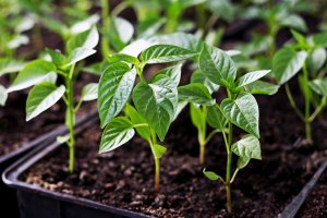 ПЕРВАЯ ПОДКОРМКА СЛАДКОГО ПЕРЦА ПОСЛЕ ПИКИРОВКИ.Рассада будет крепкая и коренастая.