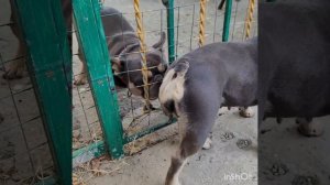 Вязка собак, определение оптимального времени для вязки, готовность девочки...