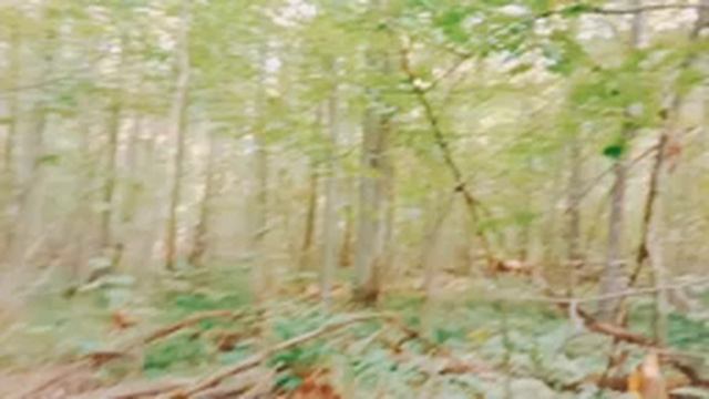 ?ASMR Волшебные сны. ?Я гуляю в лесу. смотреть онлайн