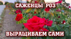 МАСТЕР-КЛАСС по выращиванию саженцев роз за 15 мин