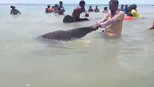 Brave Fisherman Rescued Whale shark ! смотреть онлайн