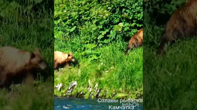 Камчатка. смотреть онлайн