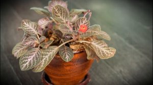 Эписция: описание, виды и уход в домашних условиях