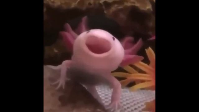 Аксолотль зевает!!! смотреть онлайн