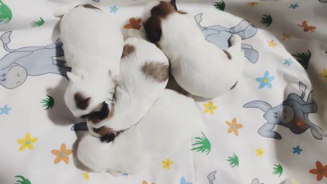 Щенкам ши-тцу 16 дней /Shih Tzu Welpen 16 Tage alt #шитцу #shihtzu #ukraine смотреть онлайн
