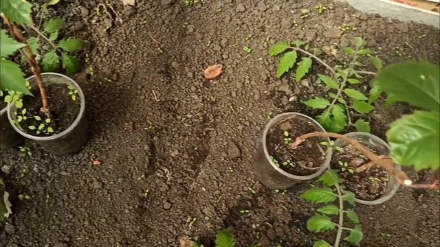 25 апреля. В теплице +35 градусов, а на улице северный ветер и +5 градусов. Рассада немного подвяла смотреть онлайн