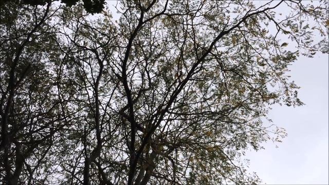 Honey locust (Gleditsia triacanthos) - canopy - October 2017 смотреть онлайн