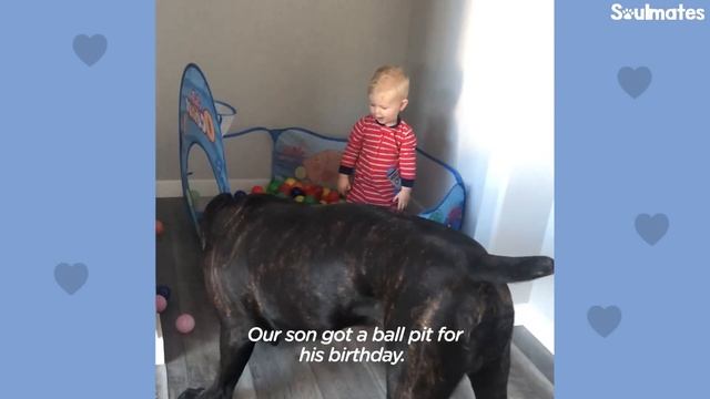 Baby Grows Up With His 125-Pound Dog | The Dodo Soulmates смотреть онлайн
