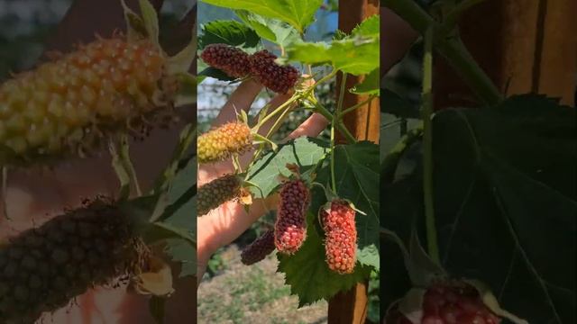 Ежевика Коламбия Гигант размер ягод#shorts смотреть онлайн