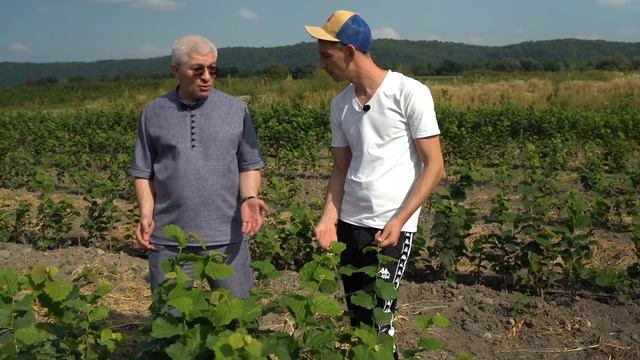 Молодой сад фундука // Что изменилось за 1,5 года? // 1 часть смотреть онлайн