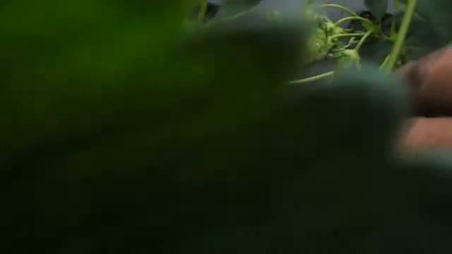 Земляника. Зреет урожай часть №2 Моллинг Пандора.