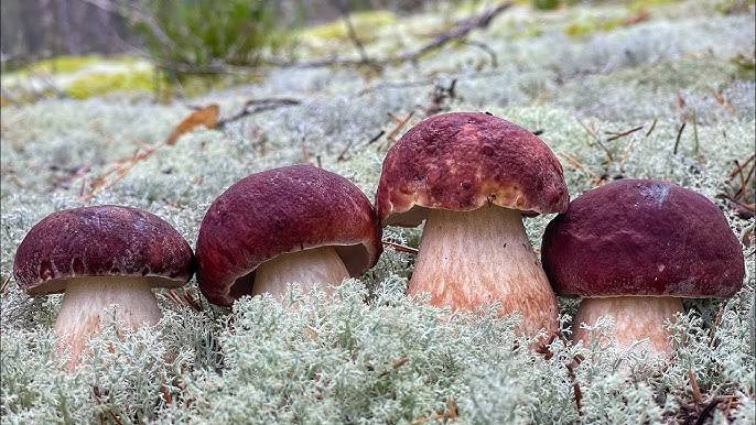 НИВА, праздник грибов! смотреть онлайн