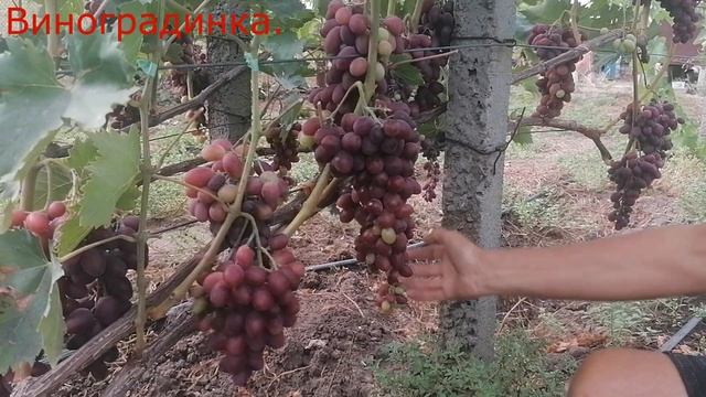 Виноград Малиновый Звон 2021г смотреть онлайн