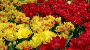 Самая Красивая Трогательная Непревзойдённая музыка которая Достойна вашего внимания! Gold Saxophone