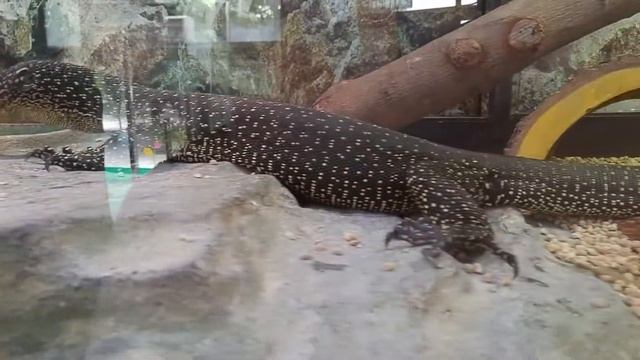 Mangrove Monitor, Mangrove Goanna (Varanus indicus) смотреть онлайн