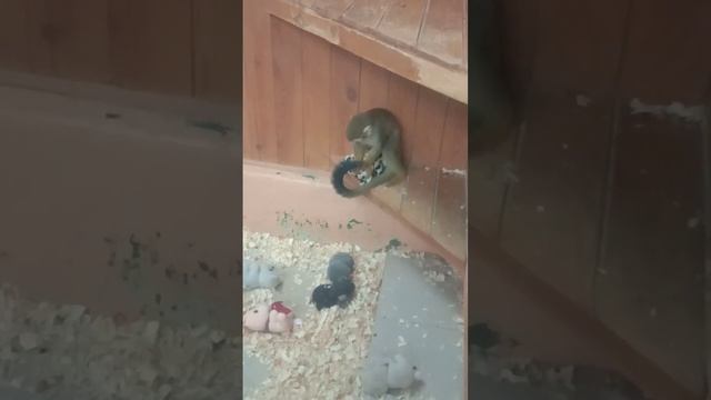 Выходные всей семьёй.Местный зоопарк.Семья на первом месте . смотреть онлайн