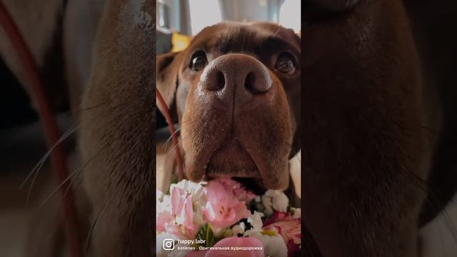 Какую собаку выбрать? Выбирайте лабрадора! Лабрадоры самые красивые. смотреть онлайн