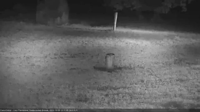 Żubry online — 2020-10-06 Tawny owl call 20:31 смотреть онлайн