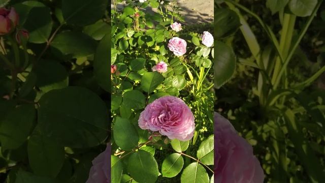 Простосад. Роза Джеймс Гелвей обзор. смотреть онлайн