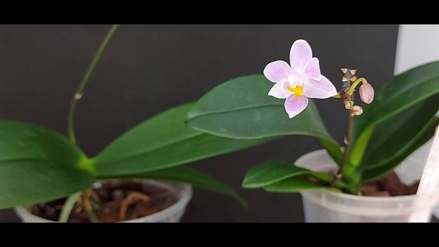 Пара Ph. equestris и поболтать. смотреть онлайн