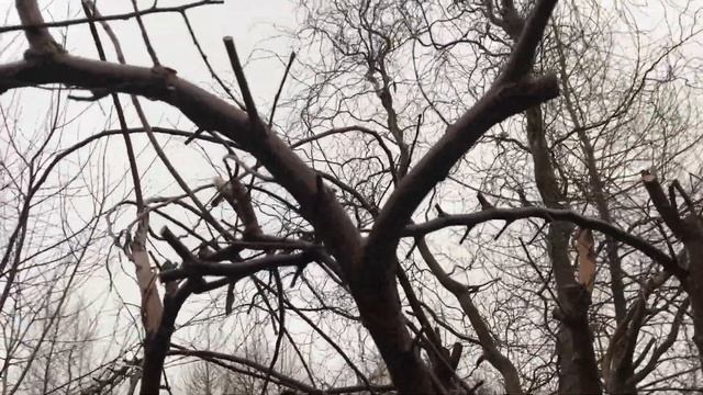 Зимняя обрезка и формировка вяза. смотреть онлайн