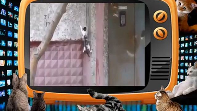 Приколы! Кот-паук лазит по стене и висит на потолке! смотреть онлайн