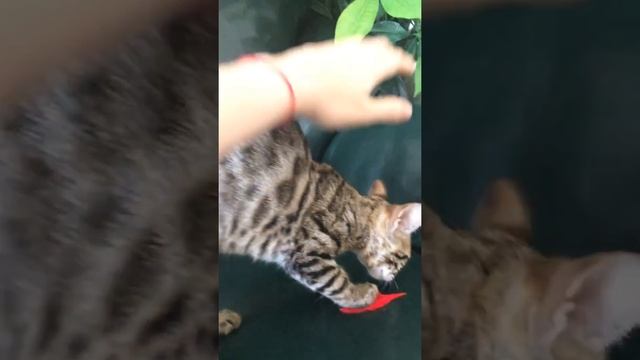 Чаузи мурлыкают chausie jungle cat Хаус камышовый кот смотреть онлайн