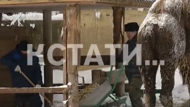 Остатки новогодних праздников попали на стол животным в нижегородском зоопарке смотреть онлайн