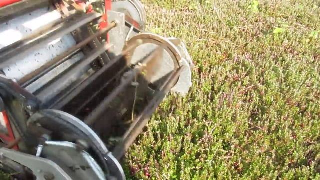 Уборка клюквы с помощью клюквенного комбайна смотреть онлайн