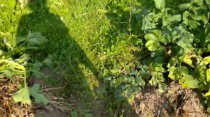 Первый неудачный опыт#делитесь#кто выращивал#арахис на Урале#