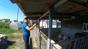 Травлю мух в свинарнике новым средством / агита не справляется