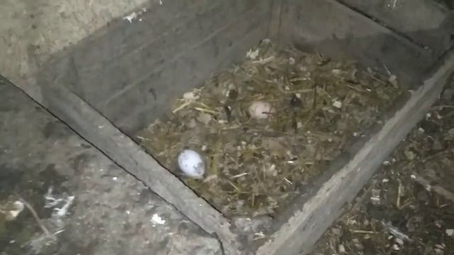 Куры несутся зимой! смотреть онлайн