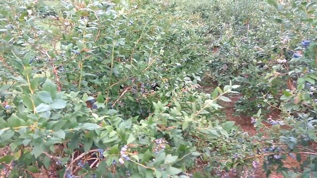 Голубика . Ошибки выращивания . смотреть онлайн