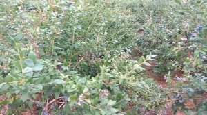 Голубика . Ошибки выращивания .