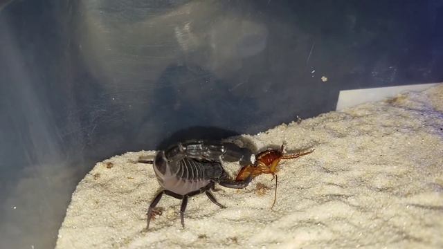 Androctonus bicolor with a great takedown смотреть онлайн