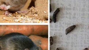 Чего боятся мыши