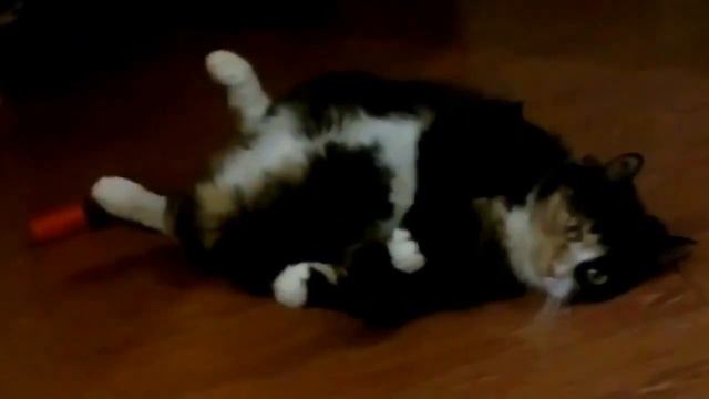 Кот устал и отдыхает смотреть онлайн