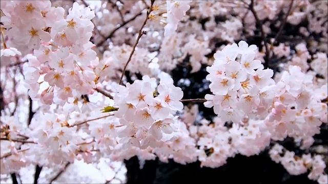 Кишинев Скулянка Весна Nikon D5200. Автор Игорь смотреть онлайн