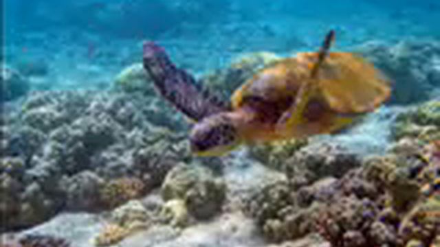 Achille Mouebo   Le Cri Vert