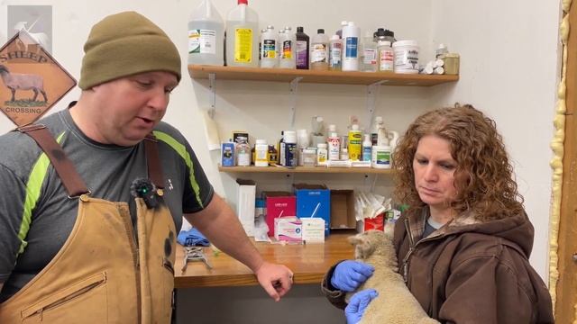 Lamb Tail Docking | Short and Long Length смотреть онлайн